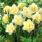 Narcis, narcis 'Ice King' - 5 st - 