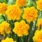 Daffodil, narcissus 'Heamoor' - 5 pcs