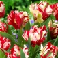 Tulipano 'Estella Rijnveld' - 5 pezzi