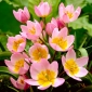 Ботанічний тюльпан - Бузкове чудо - 5 шт - 