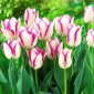 Sarung Tulip - 5 pcs - 