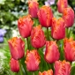 Tulipe Amazing Parrot - 5 pieces