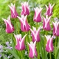 Ballade aux tulipes - 5 pieces