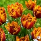 Tulip Bastia - 5 kpl - 