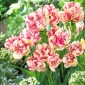 Tulipa 'Belicia' - 5 pcs.
