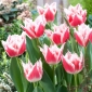 Tulip Bell Song - 5 buah - 