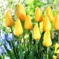 Tulipe Big Smile - 5 pieces
