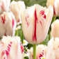 Tulip Carrousel - 5 pcs