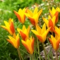 Самоцвет тюльпана Chrysantha Tubergen&#39;s - 5 шт. - 