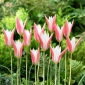 Tulip Clusiana Lady Jane - 5 piezas