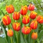 Tulipe Crossfire - 5 pieces
