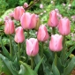 Brise du soir tulipe - 5 pieces