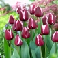 Tulipa 'Fontainebleau' - 5 pcs.