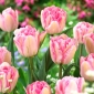Tulip 'Foxtrot' - 5 piezas