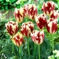 Tulip Grand Perfection - 5 piezas