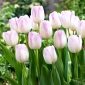 Tulip Gwen - 5 pcs - 