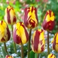 Tulip 'Helmar' - 5 piezas