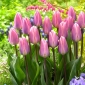 Svijetli i sanjivi tulipani - 5 kom