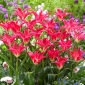 Tulip Madalyn - 5 pcs - 