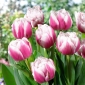 Tulip Melrose - 5 pcs.