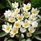 Tulip Polychroma - 5 tk