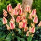 Tulip Quebec - 5 piezas