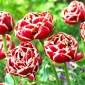 Tulip Starline - 5 pezzi