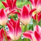 Tulipe Whispering Dream - 5 pieces