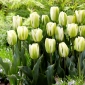 Tulip Green Spirit - 5 piezas