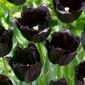 Tulip Fringed Black - the blackest tulip of them all! - 5 pcs
