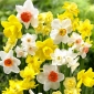 Narcizas - Mix - pakuotėje yra 5 vnt - Narcissus