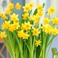 Narcissus Head-to-Head - Narcis Head-to-Head - 5 květinové cibule