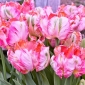 Tulipa Elsenburg - Tulip Elsenburg - 5 čebulic