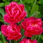 Tulpės May Wonder - pakuotėje yra 5 vnt - Tulipa May Wonder