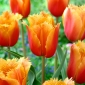 Tulipaner Lambada - pakke med 5 stk - Tulipa Lambada