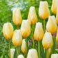 Chiffon Tulipe Citron - 5 pcs