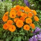Orange flowered pot marigold; ruddles, common marigold, Scotch marigold