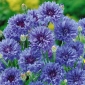 Floarea de porumb albastră - un soi clasic; butonul burlacului - 