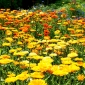 Pot marigold - melliferous plant - 100 grams; ruddles, common marigold, Scotch marigold
