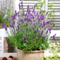 True Lavender, Fine Lavender seeds - Lavendula vera - 180 zaden - Lavendula officinalis
