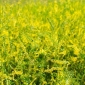 Gelber süßer Klee - wohlriechende Pflanze - 100 Gramm; gelber Melilot, gerippter Melilot, gewöhnlicher Melilot - 