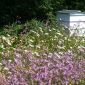 Honigpflanzen - mehrjährige Selektion für feuchte Gebiete - 1000 g