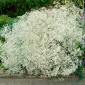 Souffle de bebe a fleurs blanches - Gypsophila - ensemble de racines