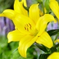 Yellow-flowered tree lily