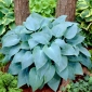 Hosta &#39;Kanada sinine&#39;; plantain liilia, giboshi - 