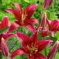 Red-flowered tree lily
