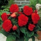 Begonia Fimbriata - Rosso - pacchetto di 2 pezzi