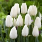 "Ice Cap" tulip - 5 bulbs