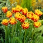 Tulipan 'Bonanza' - 5 čebulic