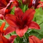 "Red Highland" aasialainen lilja